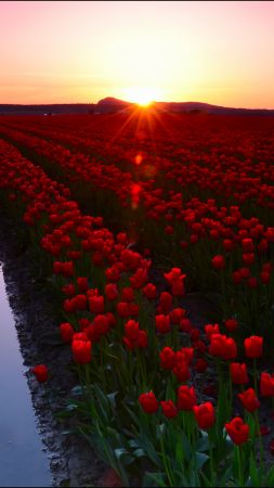 Скагит, 4k, 5k, 8k, Вашингтон, США, долина тюльпанов, туризм, путешествие, цветы, закат (vertical)