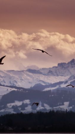 Швейцария, 5k, 4k, 8k, Альпы, горы, чайки, облака (vertical)