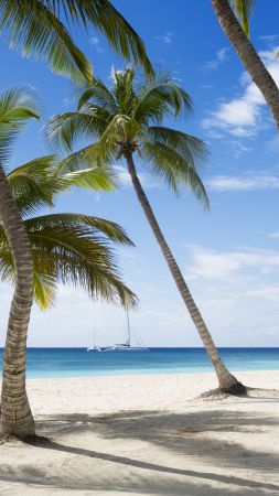 Ямайка, 5k, 4k, Карибы, пляж, пальмы, небо, путешествия, туризм (vertical)