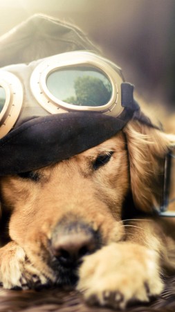 щенок, Собака, самолет, очки, животное (vertical)