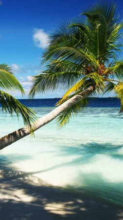Мальдивские острова, 4k, 5k, пальмы, рай, отпуск, отдых, путешествие, бронирование, остров, океан, бунгало, пляж, небо (vertical)