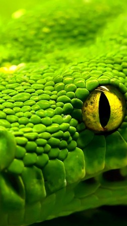 Змея, зеленая, глаза, рептилия (vertical)