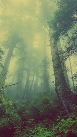 лес, 4k, 5k, зеленый, туман, деревья (vertical)