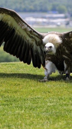 орел, зеленая трава, крылья, природа, дикая (vertical)