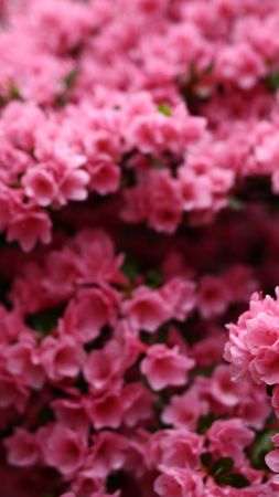 Цветы, 5k, 4k, розовый, весна (vertical)