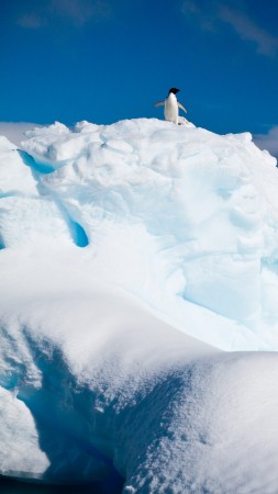 Антарктида, пингвин, айсберг, снег (vertical)
