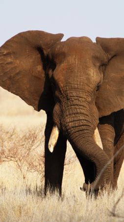 Слон, Национальный парк Крюгера, Африка (vertical)