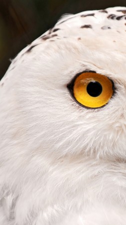 снежная сова, портрет, желтые глаза, дикая природа (vertical)
