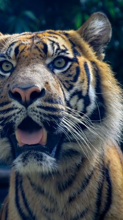 тигр, 4k, HD, суматранский, глаза, шерсть, взгляд (vertical)