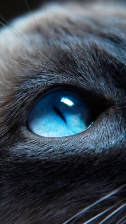 кошка, нос, голубые глаза, морда, взгляд, сиамская, портрет (vertical)
