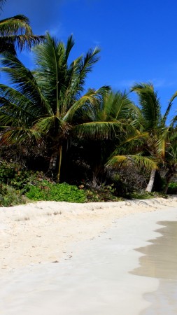 Пляж Фламенко, Кулебра, Пуэрто-Рико, пальмы, лучшие пляжи 2016, Travellers Choice Awards 2016 (vertical)
