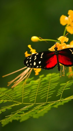 красивая бабочка, красные крылья, зеленый фон, дикая природа, желтые цветы (vertical)