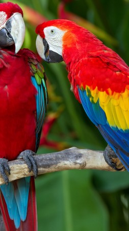попугай, перья, ветка, экзотика, красные, синие, красный, синий (vertical)