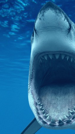 Белая акула, 4k, HD, Карибы, Аруба, дайвинг, туризм, акулы, челюсти, челюсть, подводная, под водой, голубая вода (vertical)