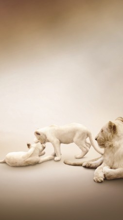 белый лев, белый фон, семейство львов (vertical)