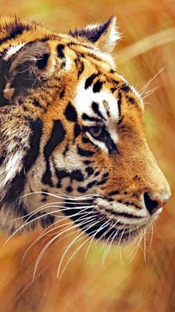 бенгальский тигр, 5k, 4k, трава, желтая, охота (vertical)