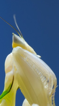 Орхидейный Богомол, богомол, белый (vertical)