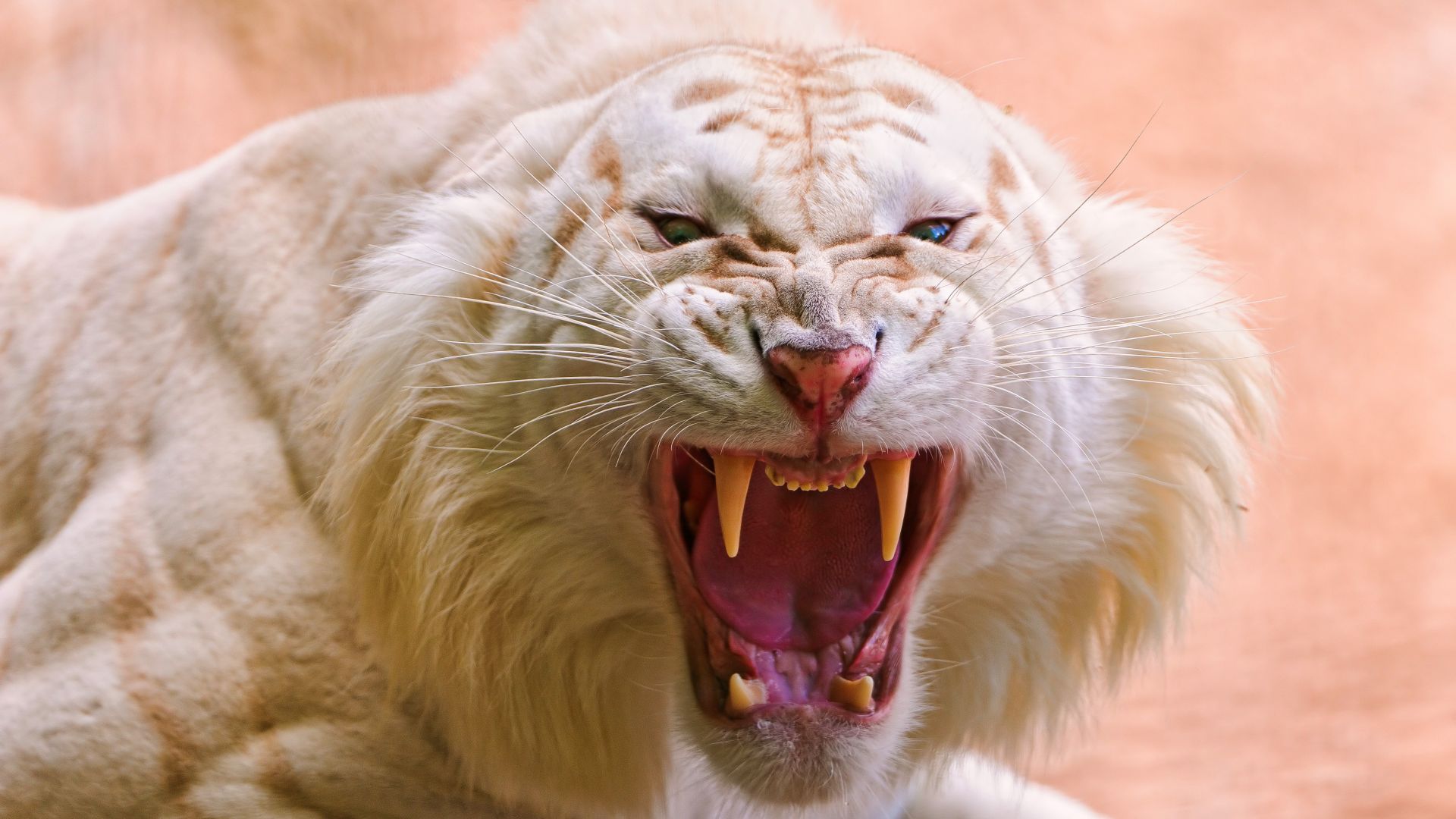 рычащий белый тигр, белый тигр, клыки, Roaring White Tiger, White Tiger, wild, fangs (horizontal)