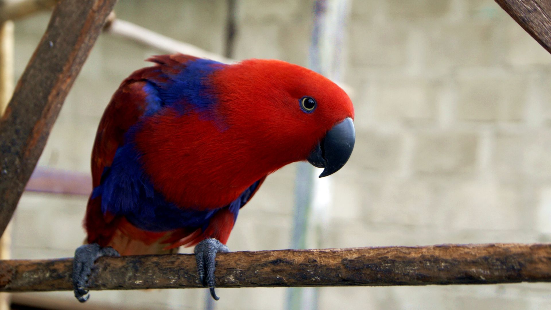 попугай, электус, остров Гаг, красный, electus parrot, Eclectus roratus, Gag Island, red (horizontal)