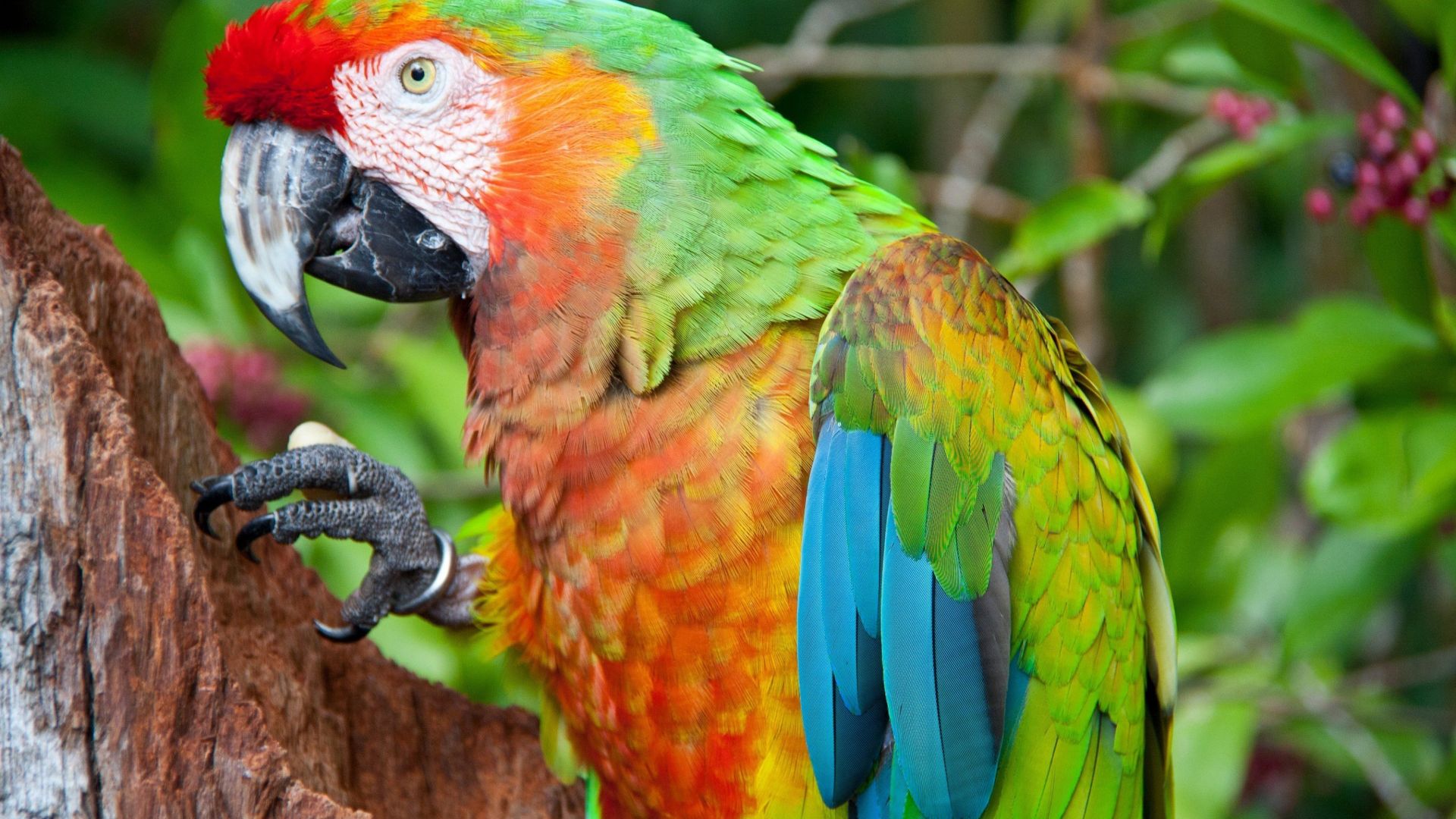 попугай, синий, красный, зеленый, оранжевый, parrot, blue, red, green, orange (horizontal)