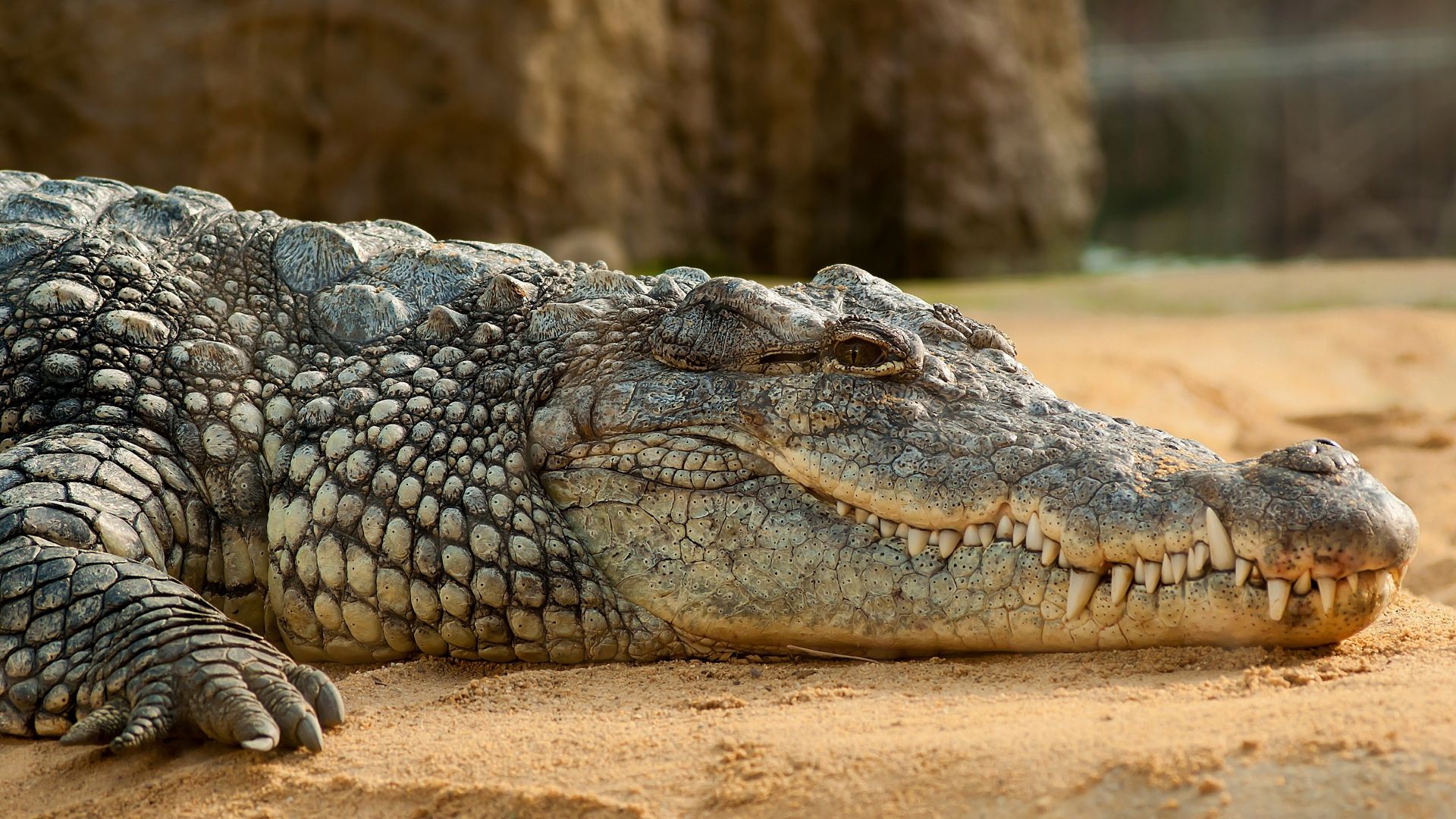 Крокодил, Нильский крокодил, рептилии, Nile Crocodile, reptilies (horizontal)