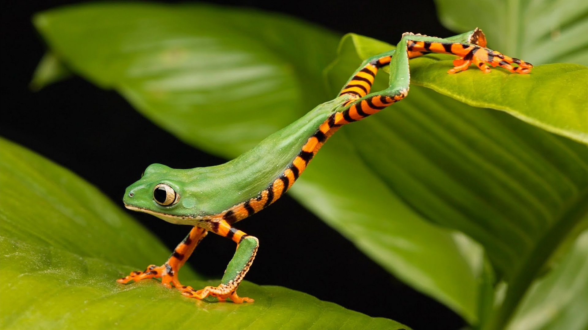 длинная лягушка, зеленый, a long frog, green (horizontal)