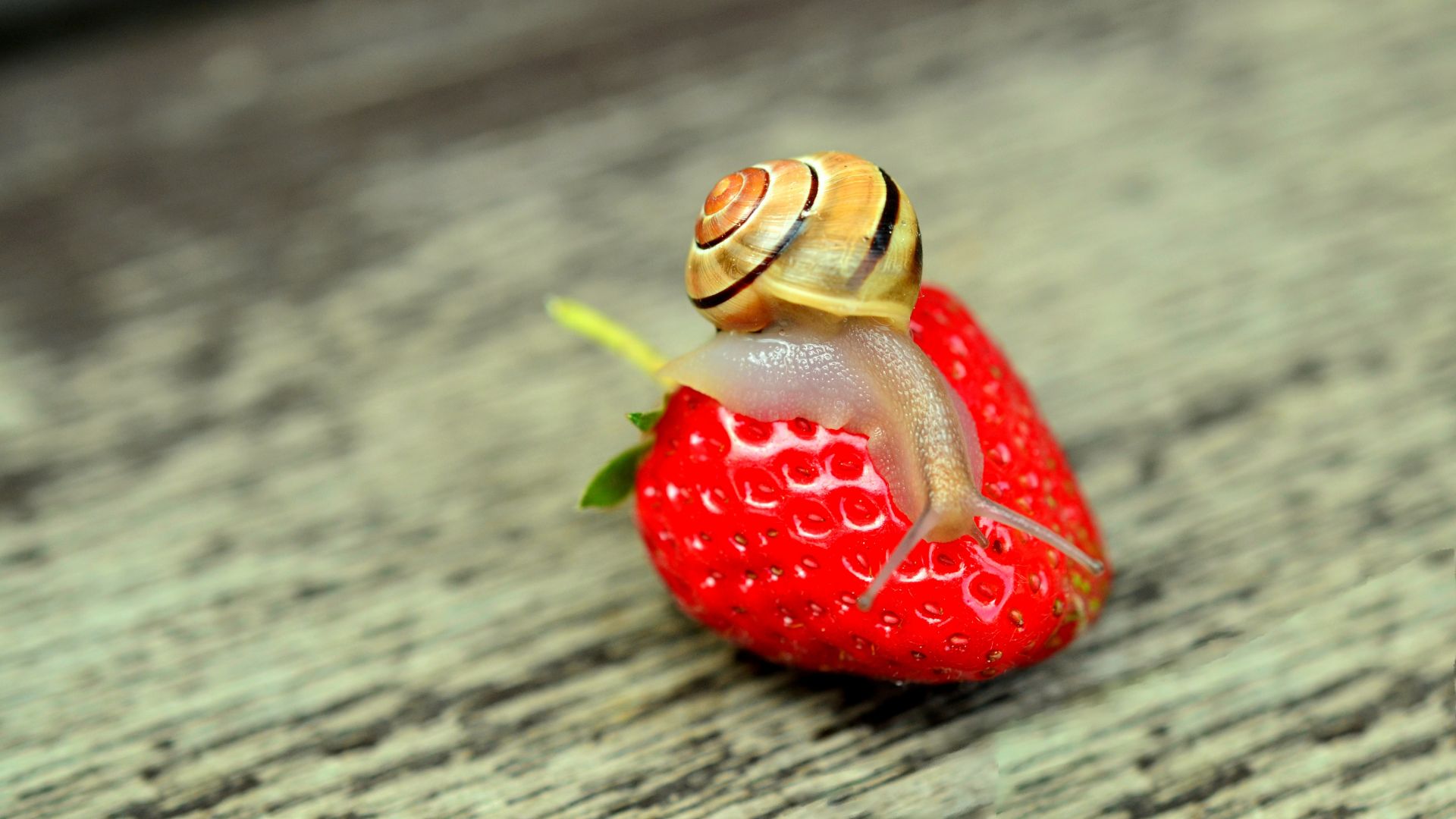 улитка, природа, клубника, snail, nature, strawberry (horizontal)