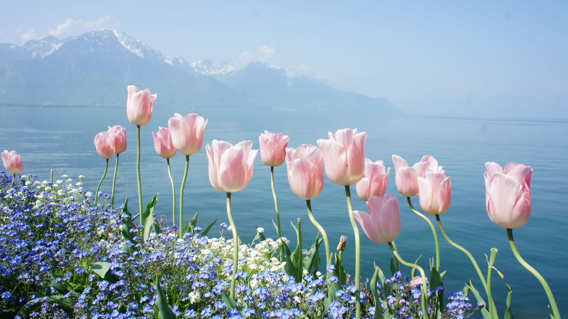 тюльпан, 4k, HD, весенние цветы, горы, tulip, 4k, HD wallpaper, spring flowers, mountains (horizontal)