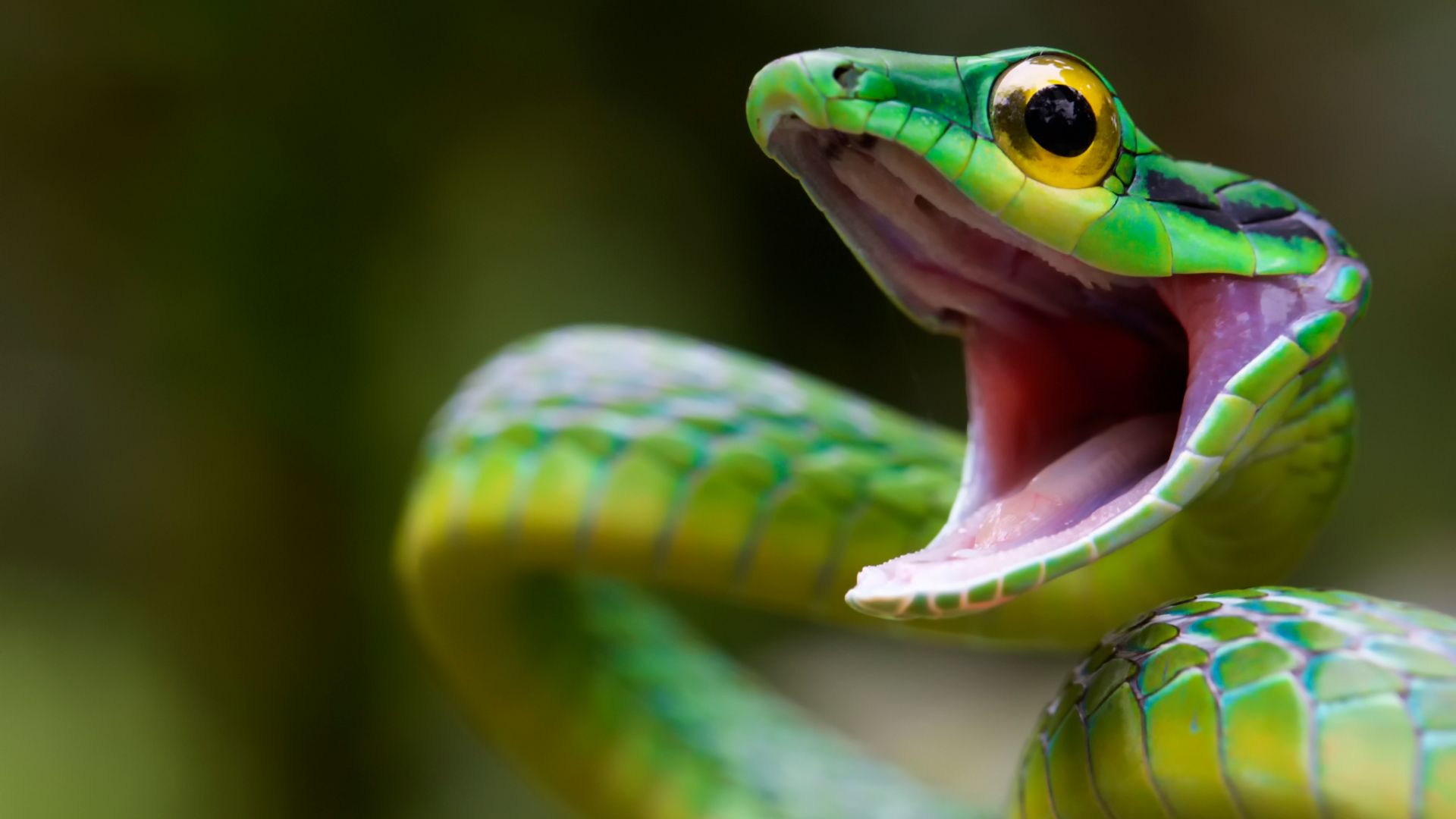 Змея, зеленый, глаза, Satiny Parrot Snake, Snake, green, danger, eyes (horizontal)