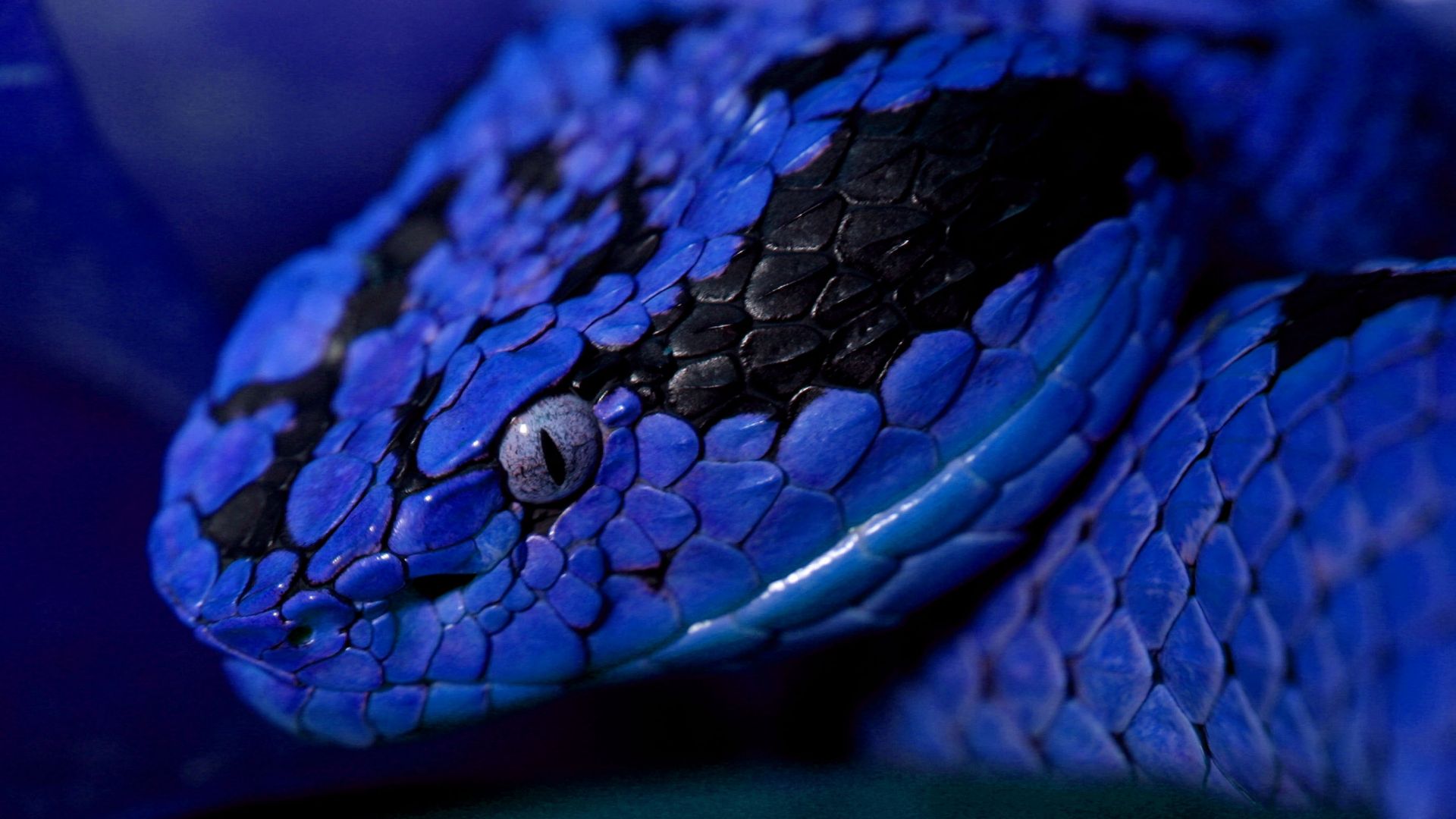 Змея, синий, глаза, Snake, blue, danger, eyes (horizontal)