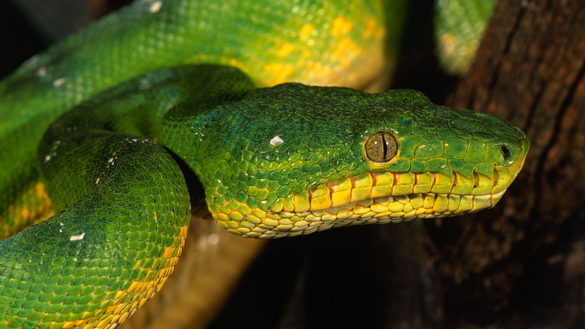 Питон, зеленый, Сингапур, змеи, глаза, Python, Singapore, zoo, Emerald, Green, snake, eyes, close-up (horizontal)