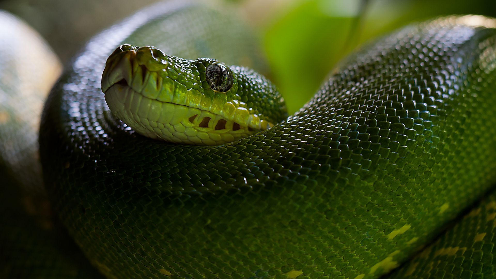 Питон, Змея, зеленый, глаза, голова, Python, Snake, Head, Scales, Green, Boa (horizontal)
