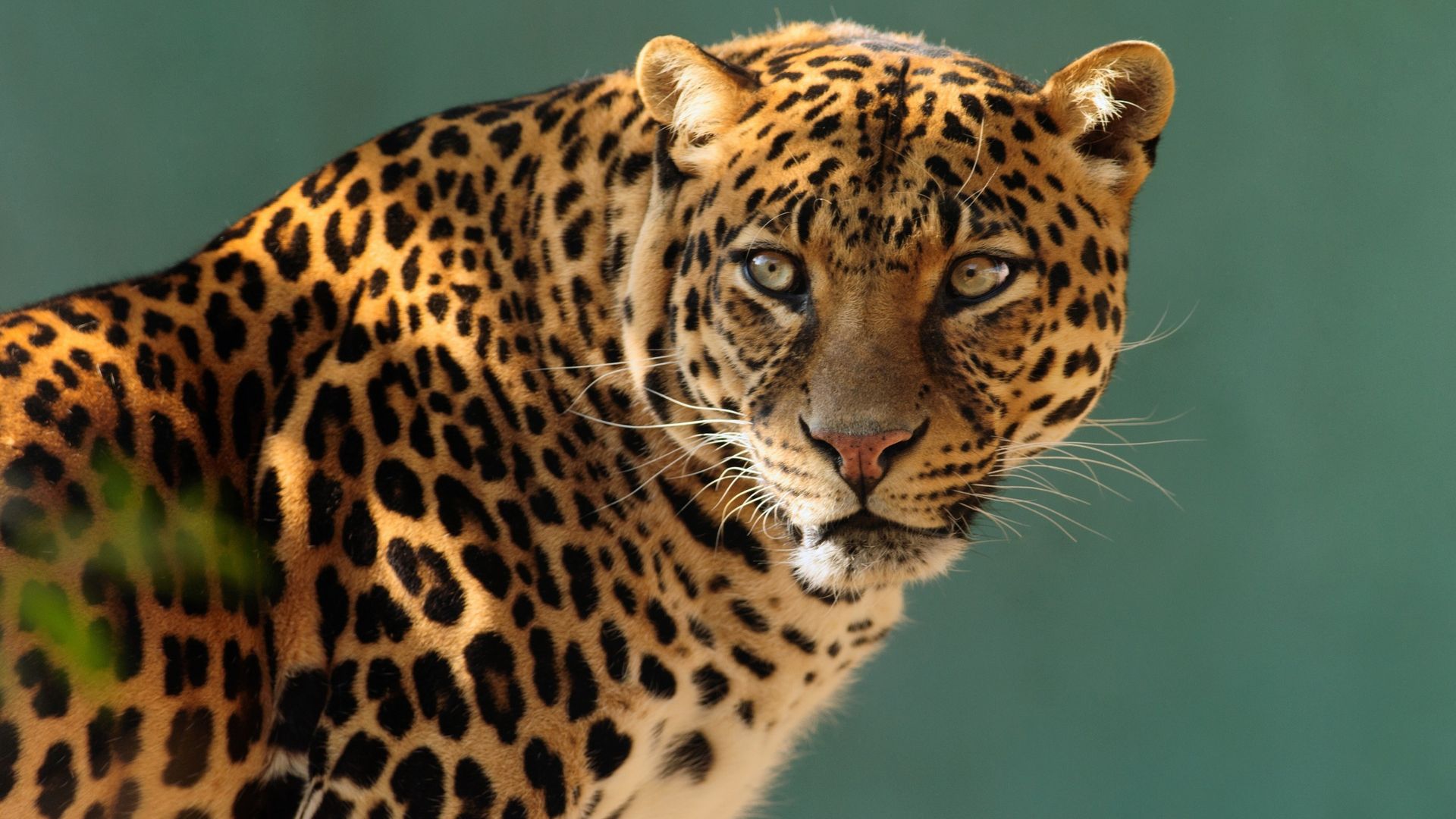 ягуар, дикая кошка, лицо, jaguar, wild, cat, face (horizontal)