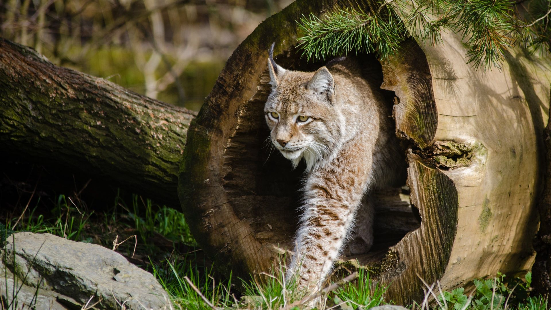 Рысь, опасные животные, дикие кошки, lynx, World's dangerous animals, Wild Cats (horizontal)