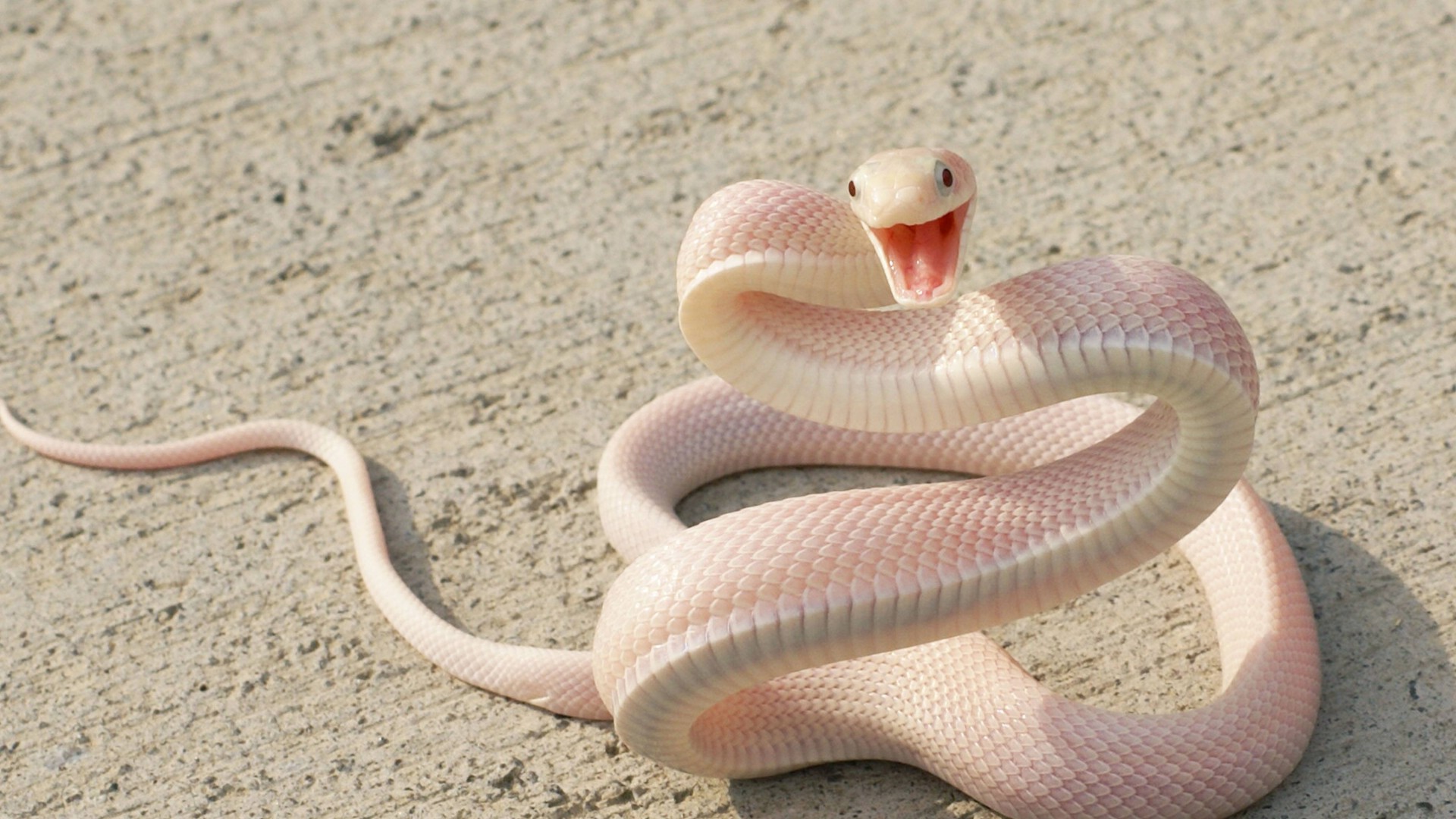 змея, розовая змея, асфальт, глаза, нападание, нападает, нападать, Snake, Pink Snake, asphalt, eyes, attack (horizontal)