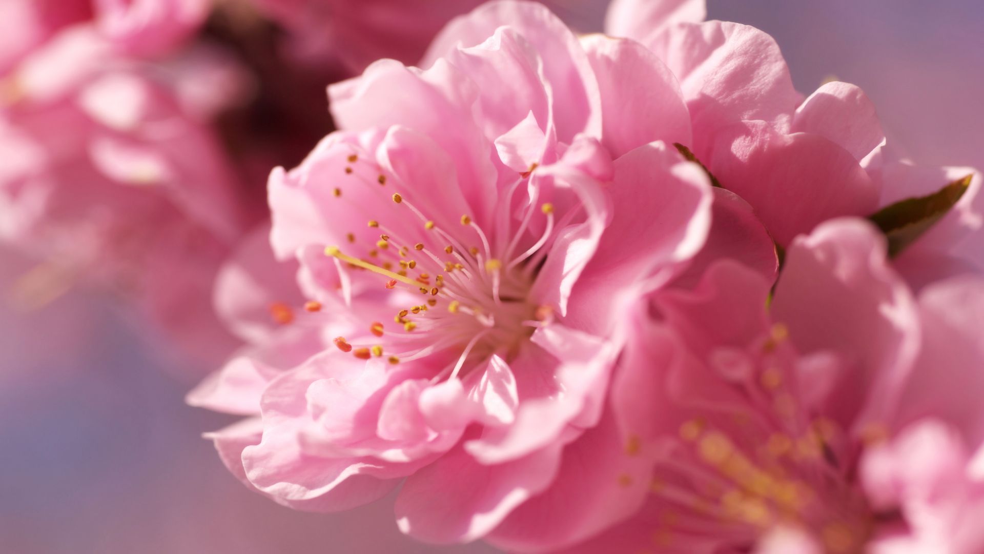 сакура, 4k, HD, розовый, весна, цветок, sakura, 4k, HD wallpaper, pink, spring, flower (horizontal)