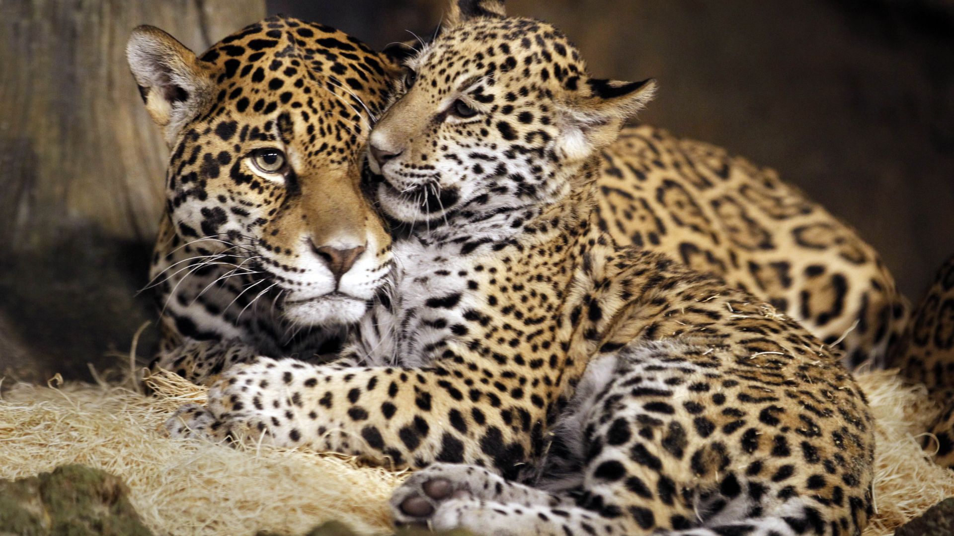 детеныш ягуар, дикая кошка, лицо, little jaguar, young jaguar, wild, cat, face (horizontal)