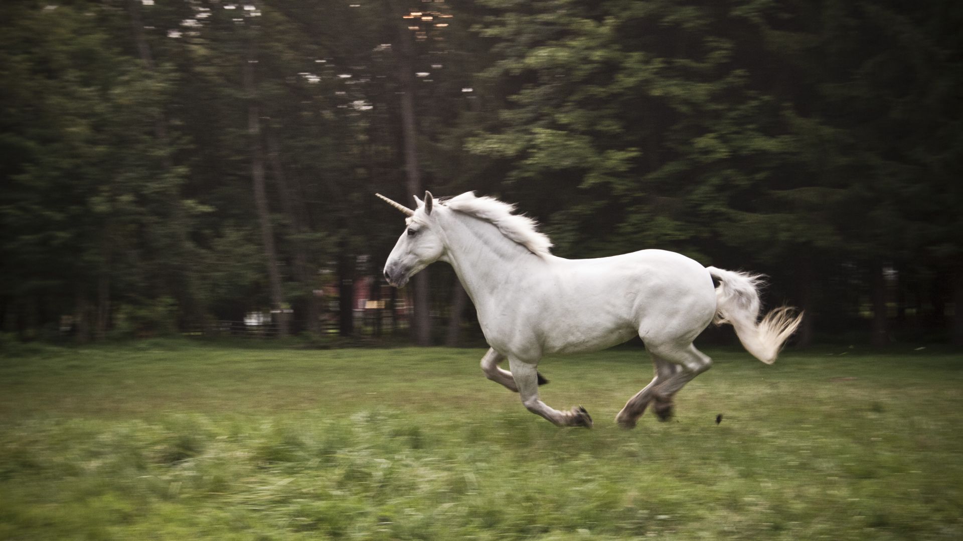 Единорог, лошадь, природа, белый, unicorn, horse, nature, white (horizontal)