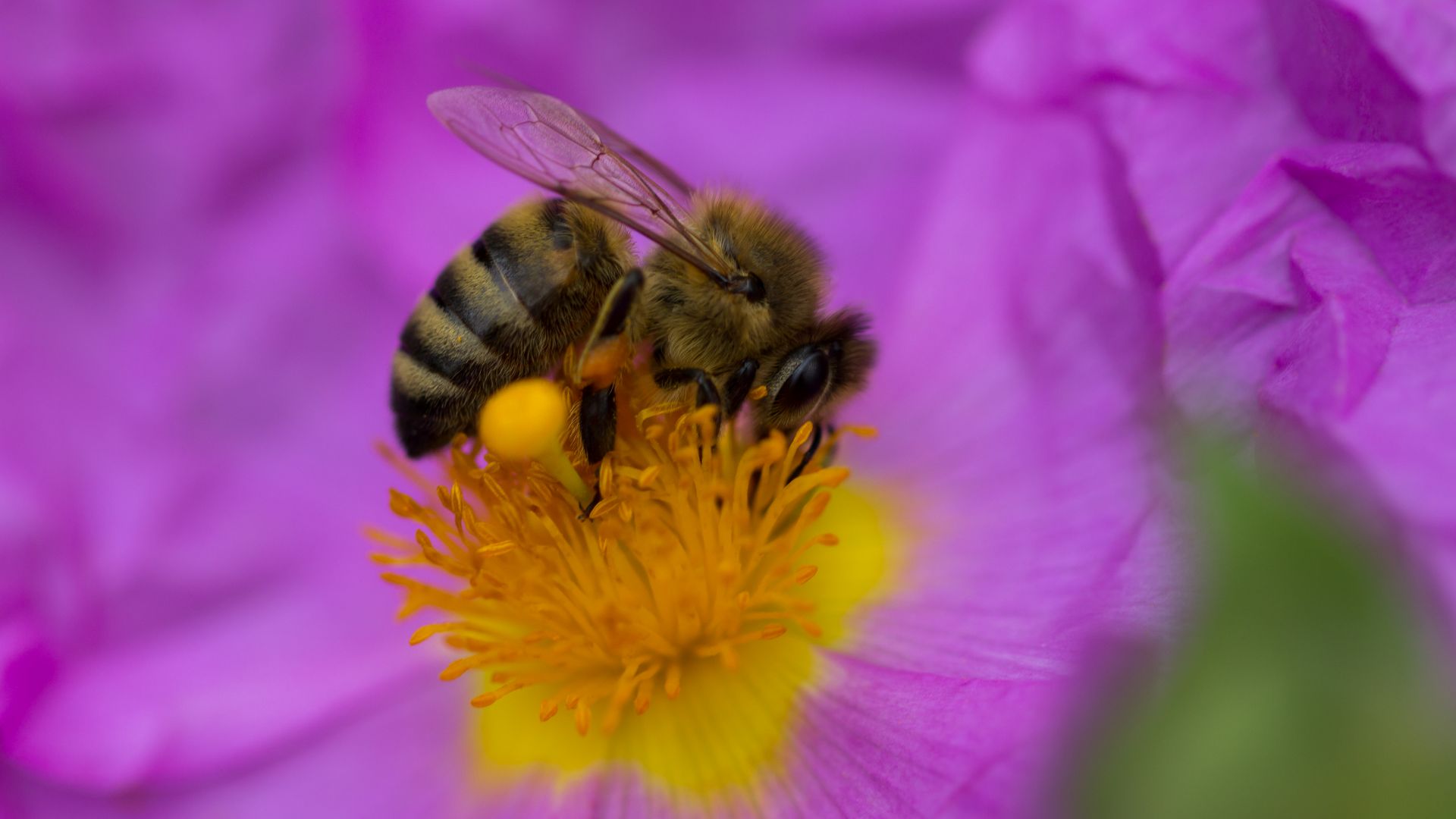 пчела, фиолетовый, цветок, желтый, насекомые, bee, purple, flower, yellow, insects (horizontal)