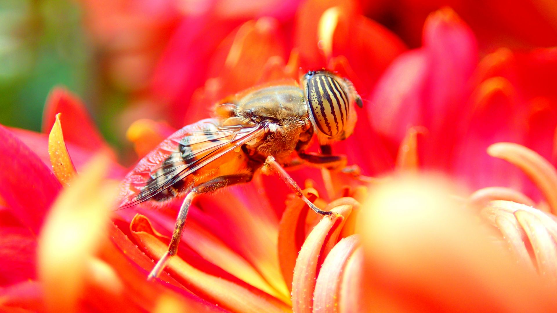 пчела, цветок, красный, насекомые, bee, flower, red, insects (horizontal)