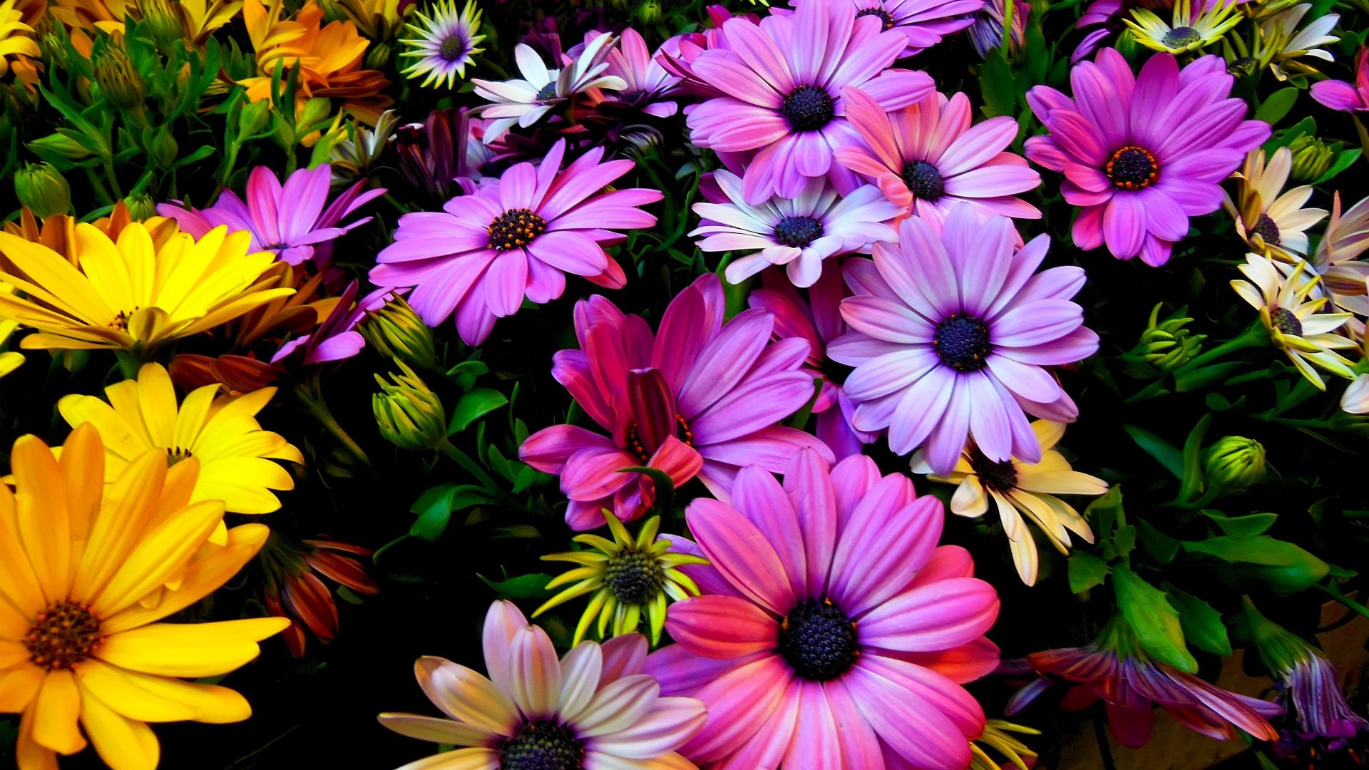 Цветы, 4k, HD, Гибискус, цвета, Flowers, 4k, HD wallpaper, Hibiscus, colours (horizontal)
