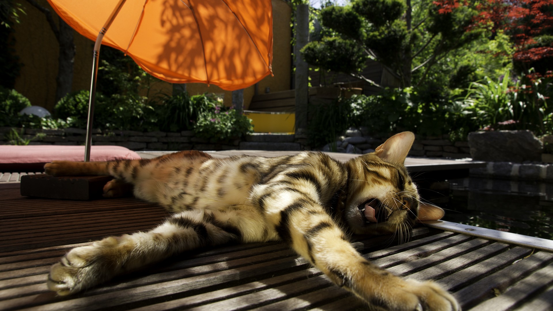 кот, кошка, зевает, отдых, полосатый, зонт, зеленый, Cat, kitty, kitten, yawns, striped, umbrella, green, relax (horizontal)