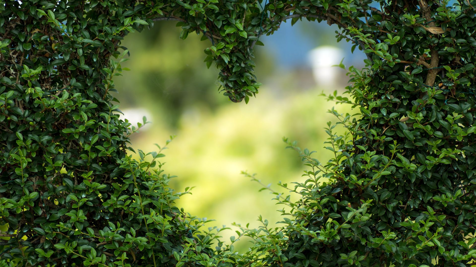 сердце, 4k, HD, зеленый, куст, heart, 4k, HD wallpaper, green, leaves, bush (horizontal)