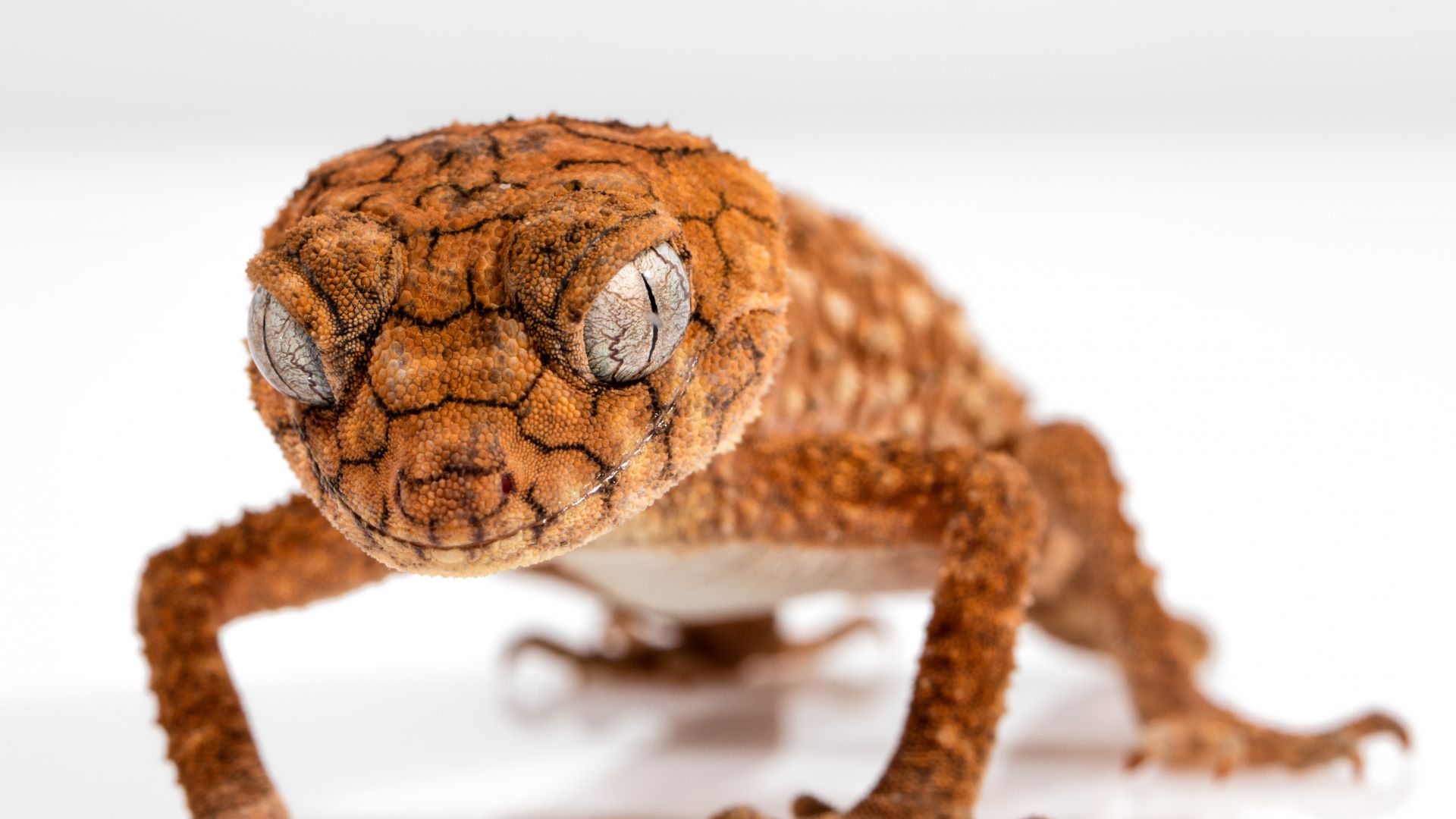 гекко, рептилия, крупный план, глаз, животные, Gecko, Caledonian Crested Gecko, reptile, lizard, close-up, eyes, animals (horizontal)