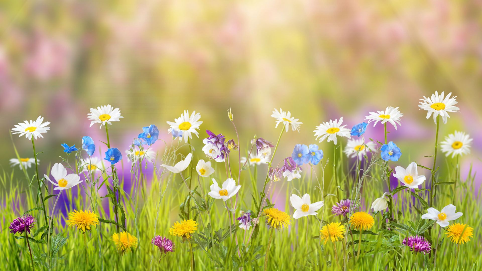 цветы, 5k, 4k, поле, весна, flower, 5k, 4k wallpaper, field, spring (horizontal)