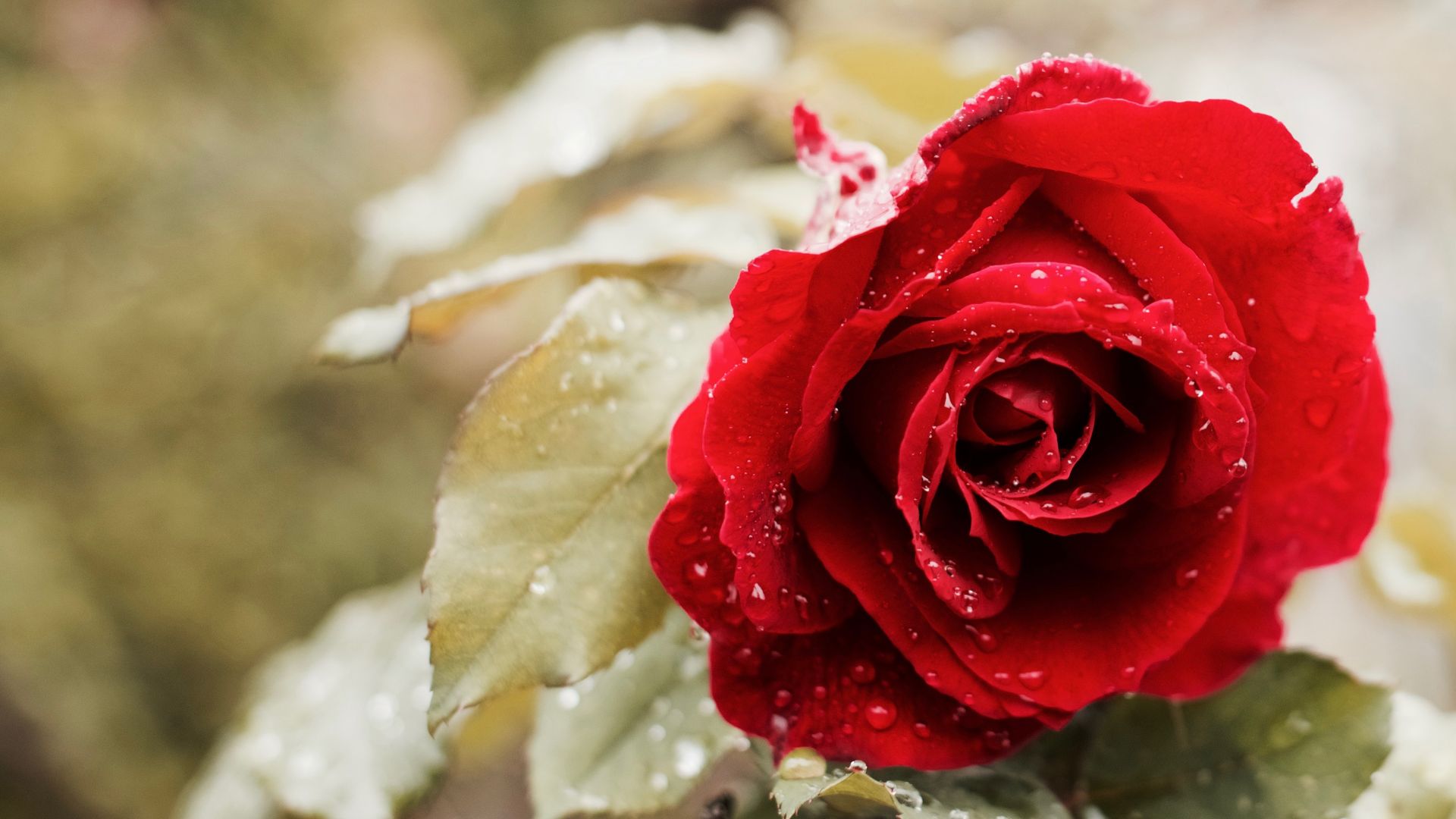 роза, 5k, 4k, красный, весна, цветок, rose, 5k, 4k wallpaper, red, spring, flower (horizontal)