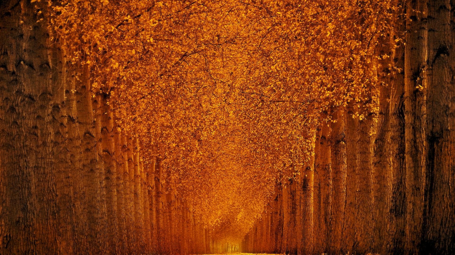 Осенний парк, 5k, 4k, листья, деревья, autumn park, 5k, 4k wallpaper, trees, leaves (horizontal)