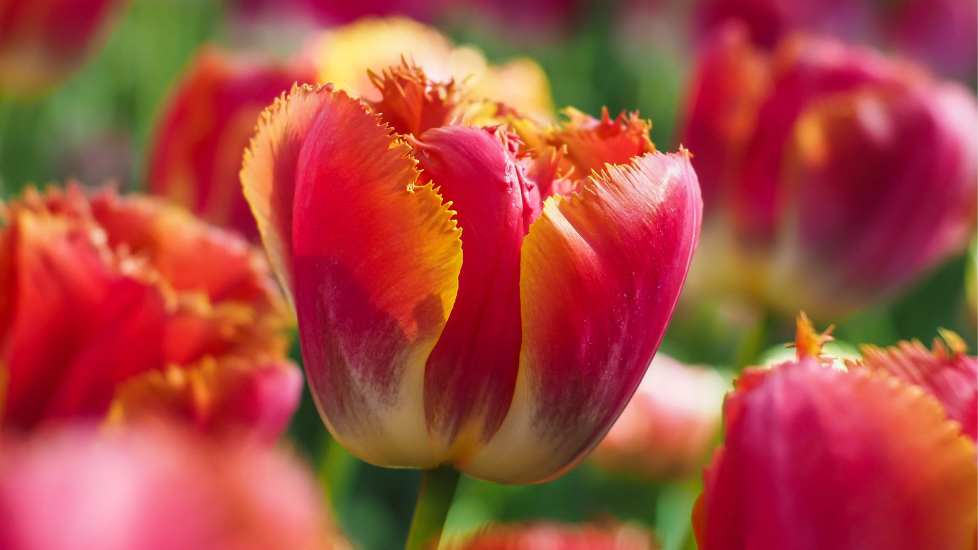 Тюльпан Александра (Tulip Alexandra).