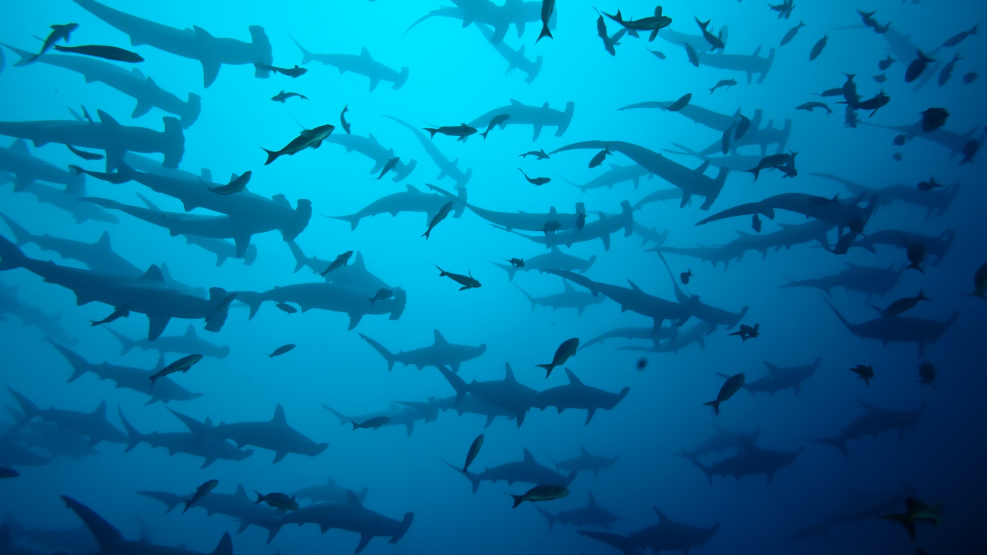 акула, 5k, 4k, акулы, океан, море, 5k, 4k, Cocos Island, Costa Rica, underwater, diving, sharks (horizontal)