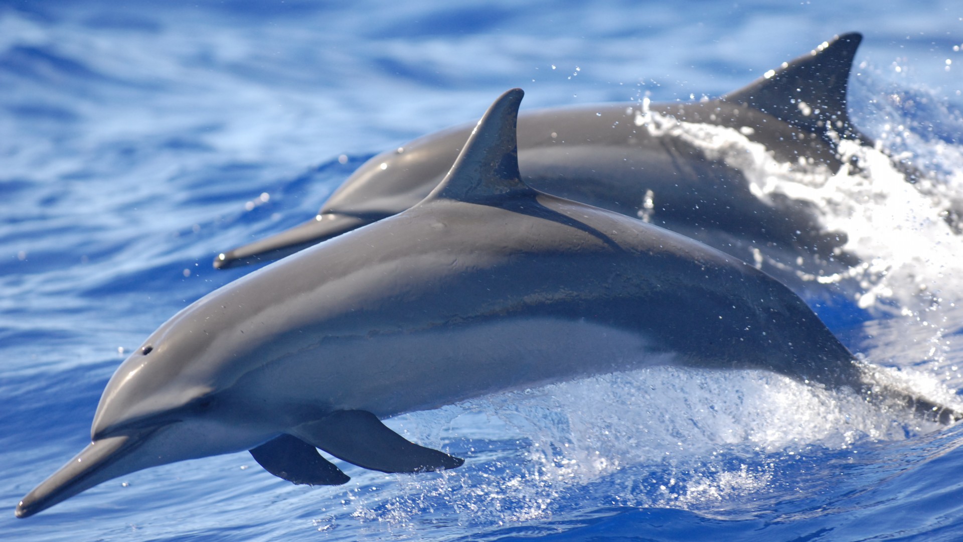 Морские млекопитающие дельфины